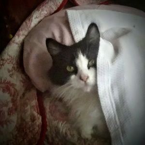 Meet your Posher, Cynthia